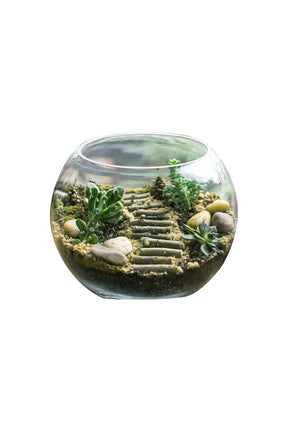 Urban Jungle Bowls - Stylish terrarium with succulents and moss in a modern bowl by Plantsworld.ae