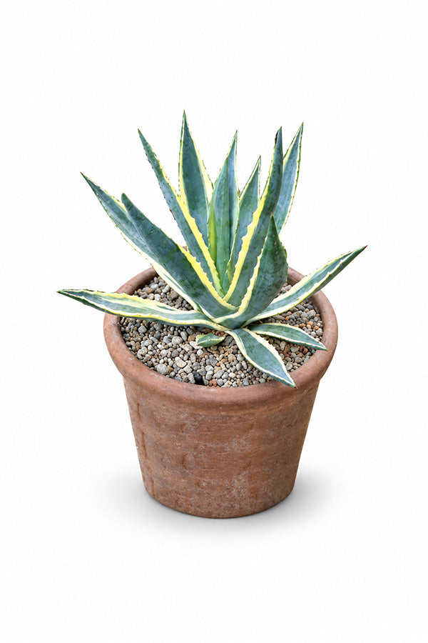 Agave americana Marginata with spiky variegated rosette in terracotta pot, desert plant UAE