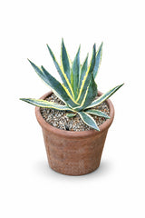 Agave americana Marginata with spiky variegated rosette in terracotta pot, desert plant UAE