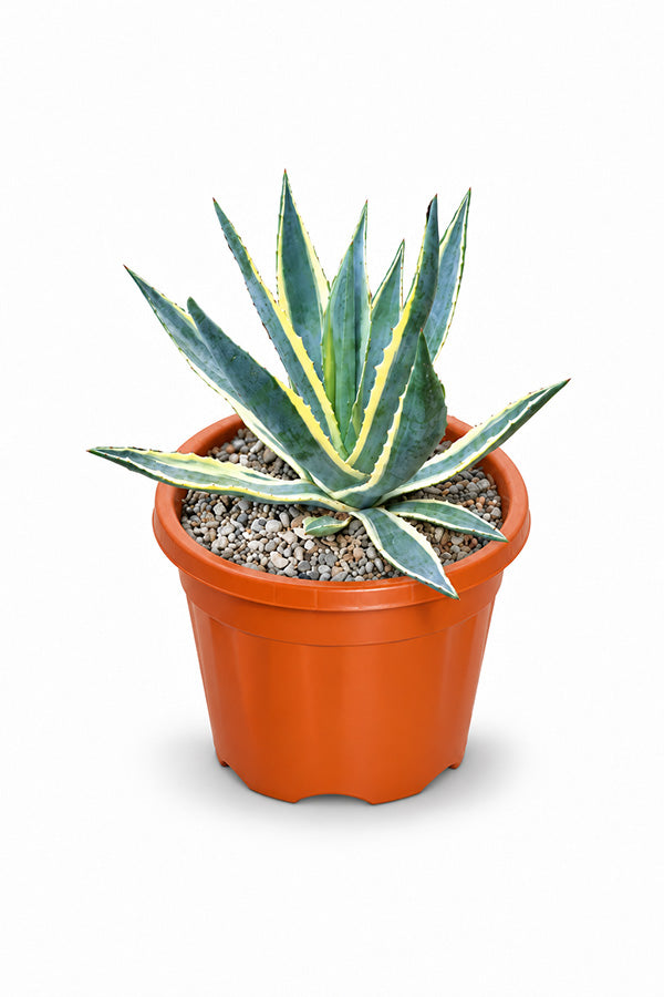 Variegated Century Plant Agave americana Marginata with yellow-edged leaves in orange pot
