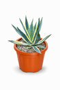 Variegated Century Plant Agave americana Marginata with yellow-edged leaves in orange pot