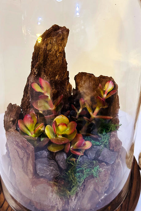 Verdant Vignettes - Terrarium