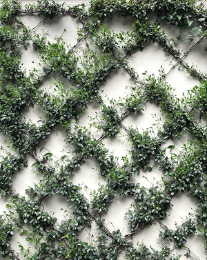 Vertical Garden-Customized Green Walls