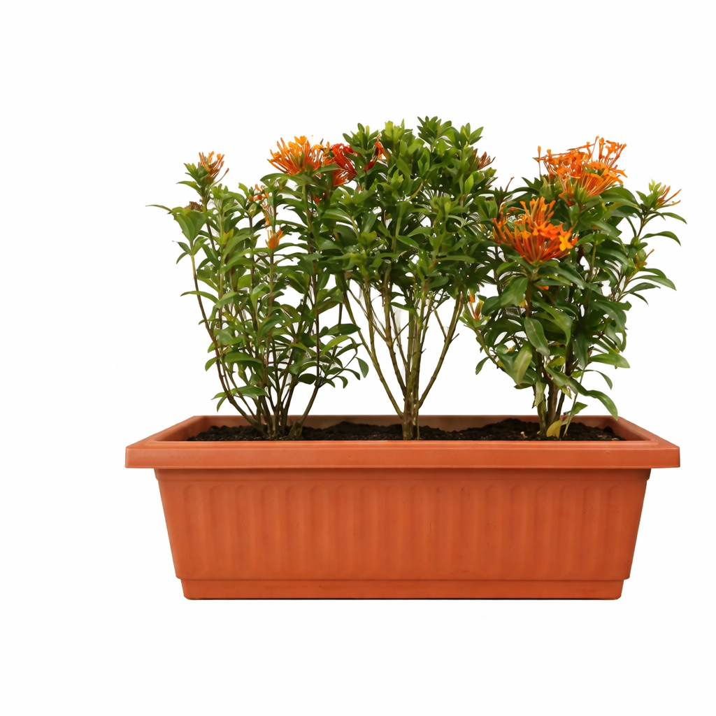 Ixora coccinea bush with bright red flowers in terracotta-style pot
