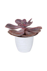 Violet Echeveria- In White Ceramic Pot