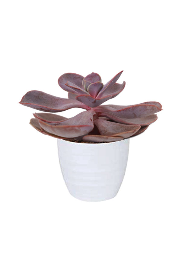 Violette Echeveria – im weißen Keramiktopf