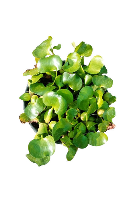Water Hyacinth-Eichhornia Crassipes-Outdoor Flowering Water
