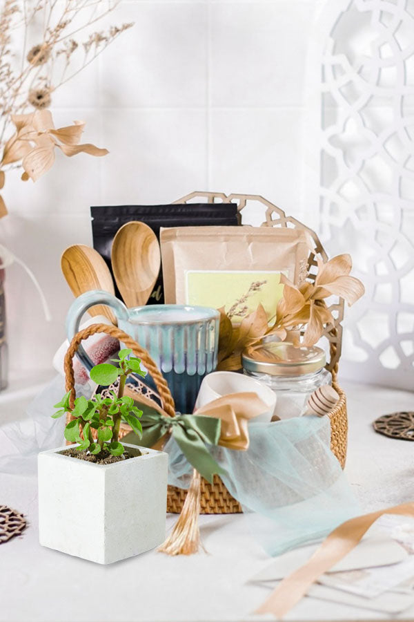 Herbal tea & indoor plant wellness hamper