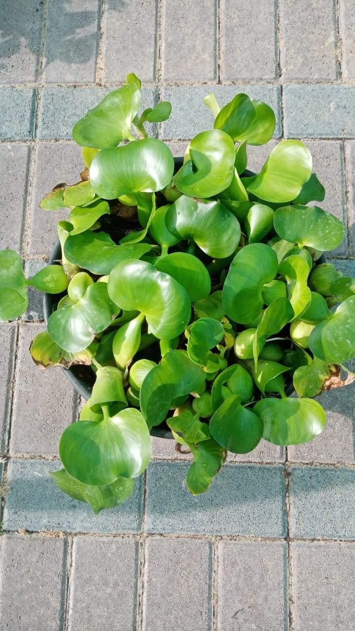 Hyacinth Water Plant - Typha Angustifolia - Hyacinth Water Plant - Typha Angustifolia - Plantsworld.ae