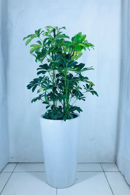Deals Of The Week - Schefflera Arborical With Tall Ceramic Pot
