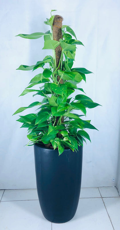 Deals Of The Week  - Money Plant With Black Tall Ceramic Pot
