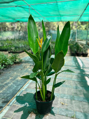 Heliconia Psittacorum water plant with vibrant tropical flowers and lush green foliage in a garden setting