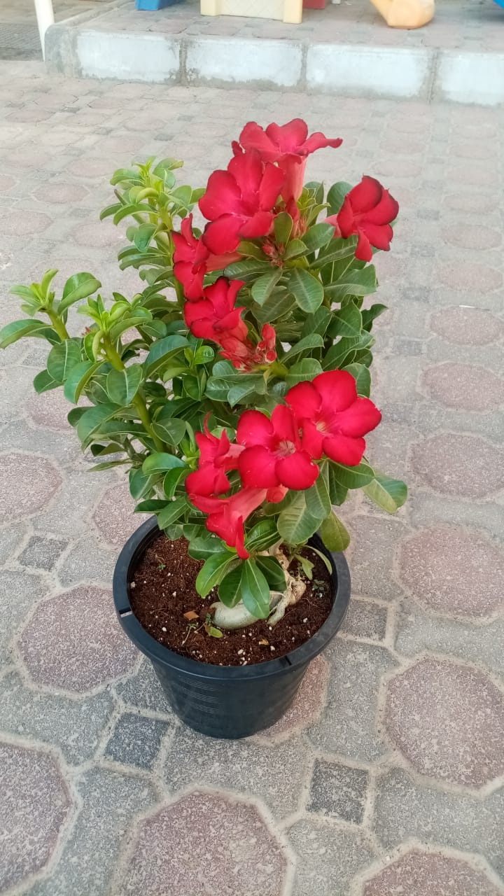 Desert Rose - Adenium Obesum - Outdoor Flowering Plant