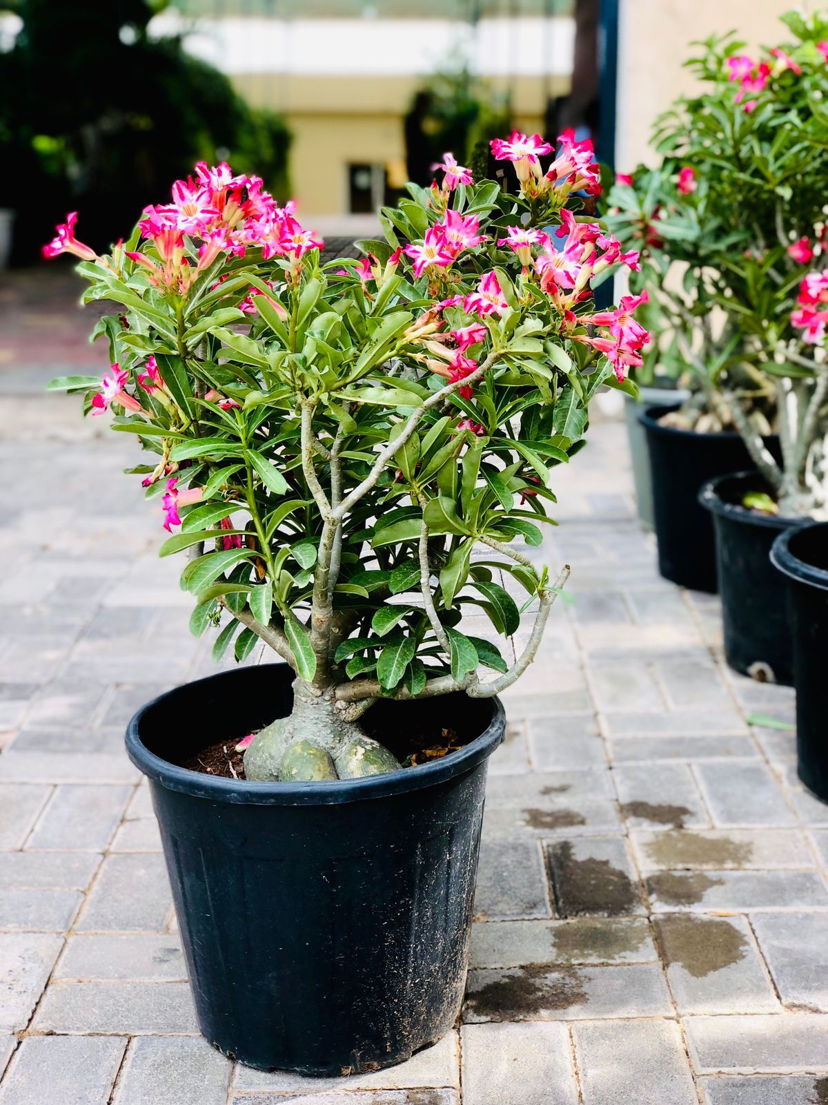 Desert Rose Drafted- Adenium Obesum-Indoor Flowering Plant-plantsworld ...