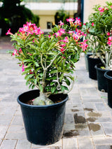 Deals Of The Week - Desert Rose - Adenium Obesum - Outdoor Flowering Plant