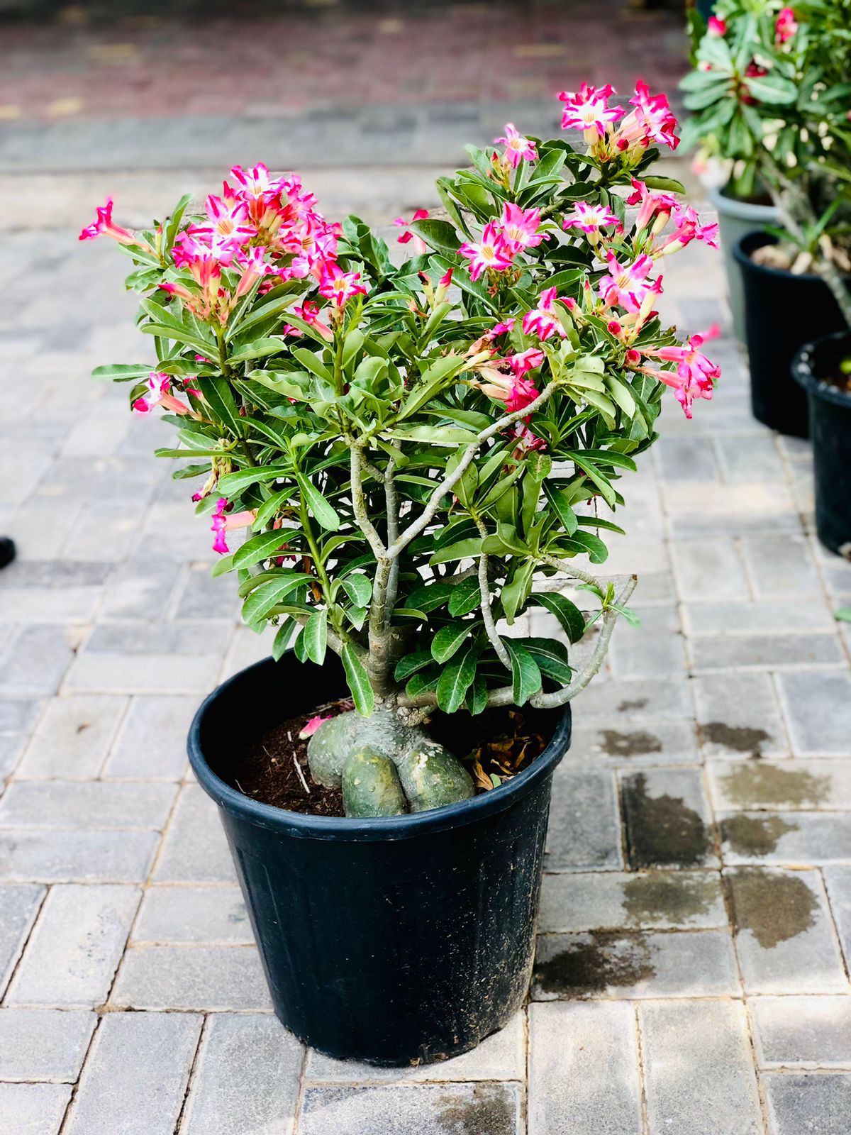 Desert Rose Drafted- Adenium Obesum-Indoor Flowering Plant-plantsworld –