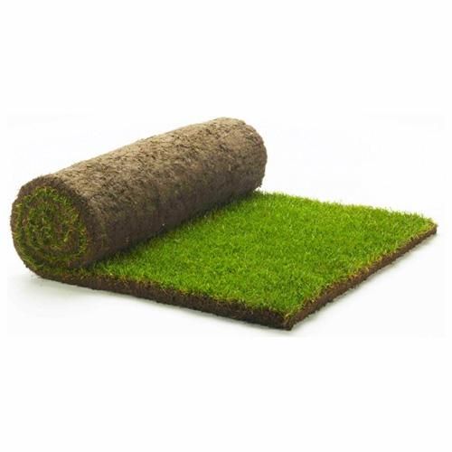 Natural Grass Carpet Roll- Lawn Grass