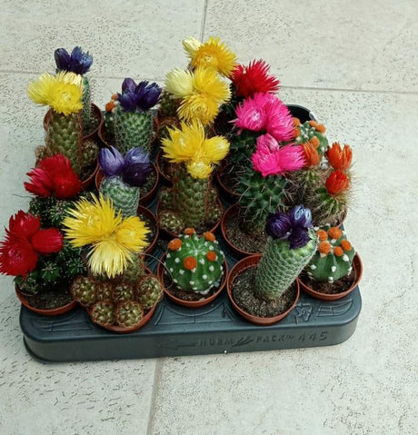 Dekorative Kaktus-Kombipflanzen – Pflanzenset (20er-Set)