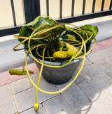 Seerose – Nymphaeaceae – Blühende Pflanze im Freien