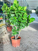 Deals Of The Day - Fiddle Leaf Branched