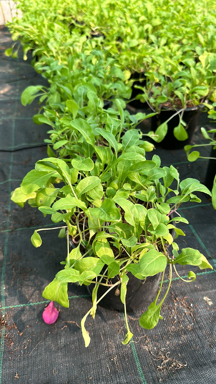 Rucola – Kräuterpflanze für den Außenbereich