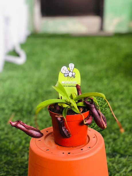 Nepenthes ventricosa 