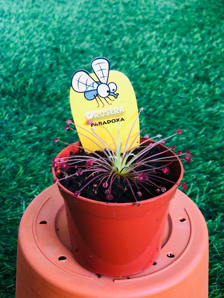 Drosera Paradoxa 