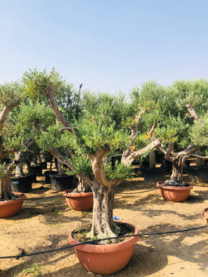 Olea Europa Tarrina/Thick Trunk -  Caliper 40-50cm