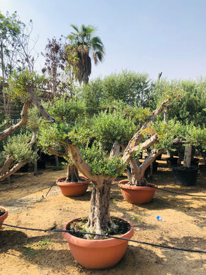 Olea Europa Tarrina Tree - Thick Trunk Caliper 40-50cm