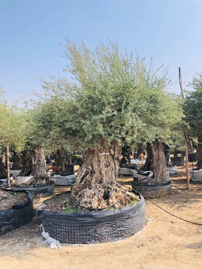 Olea Europa Tarrina Tree - Thick Trunk Caliper 2 Meters
