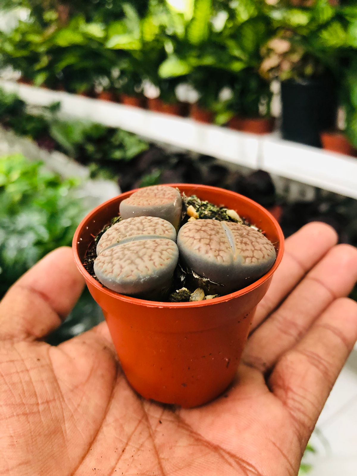 Lithops – Mini lebende Steine 