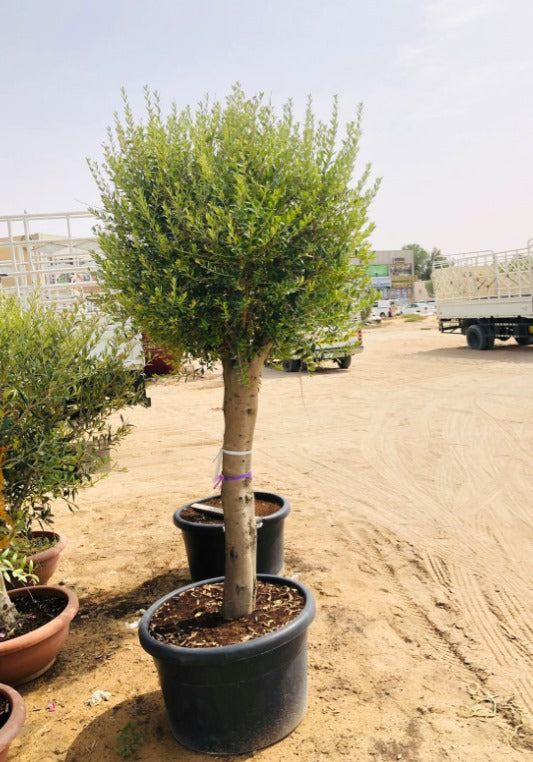Olea Europa Olive Tree/Thick Trunk -Caliper 35-40cm