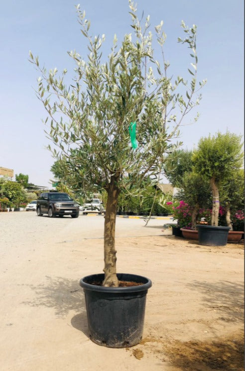 Olea Europa Olive Tree /Trunk Caliper 18-20cm
