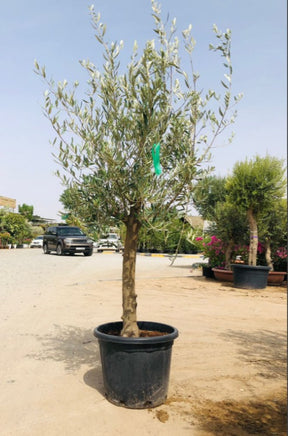Olea Europa Olive Tree - Trunk Caliper 18-20cm