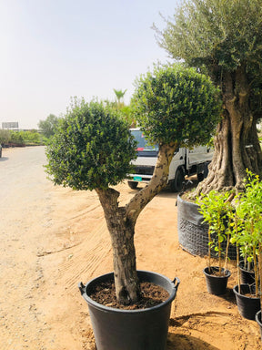 Olea Europa Olive Tree - Thick Trunk - Caliper 55-60cm

