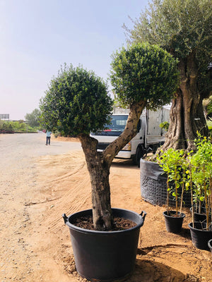 Olive Tree - Olea Europaea (Trunk Caliper 55-60cm) - Plantsworld.ae
