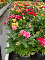 Rose - Indoor Flowering Plant
