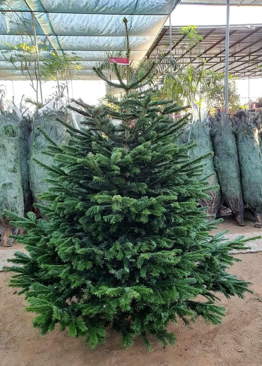 Nordmann Fir Holland Indoor Tall Plant Rental ( 12-14 ft )