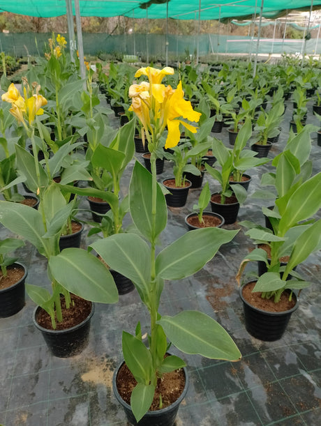 Canna Lily Yellow - Canna Indica - Outdoor Flowering Plant