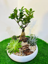 Creative Decorative  Set Indoor Combo Plants