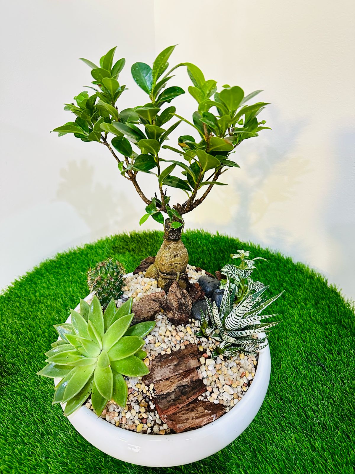 Creative Decorative  Set Indoor Combo Plants