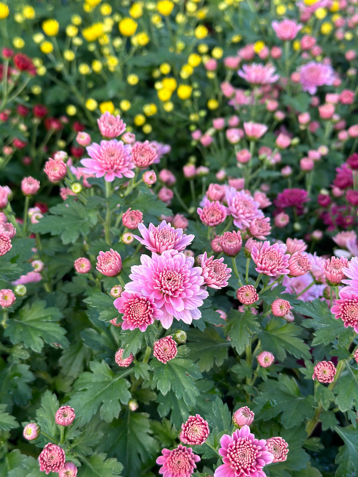 Chrysanthemum Outdoor Flowering Plant