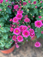Chrysanthemum - Outdoor Flowering Plant - Plantsworld.ae