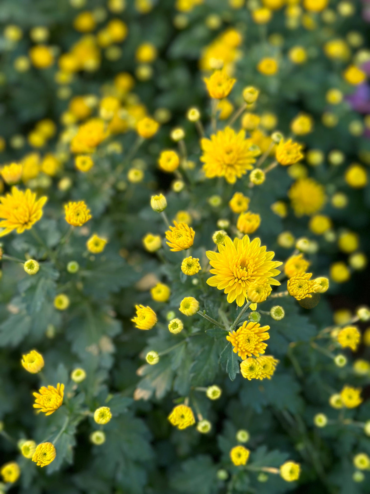 Chrysanthemum Outdoor Flowering Plant