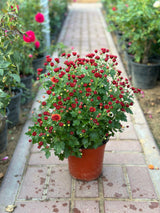 Chrysanthemum Outdoor Flowering Plant