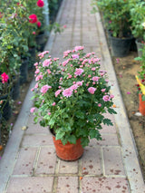 Chrysanthemum Outdoor Flowering Plant