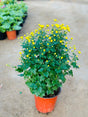 Chrysanthemum - Outdoor Flowering Plant - Plantsworld.ae