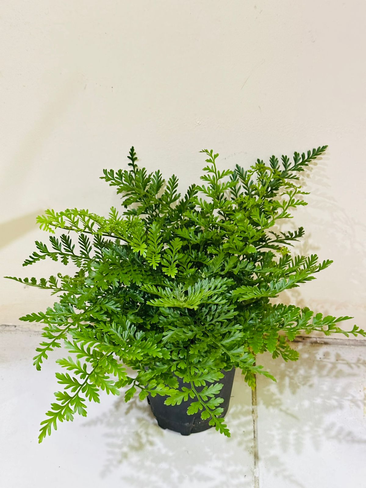 Asplenium Parvati - Mother Fern