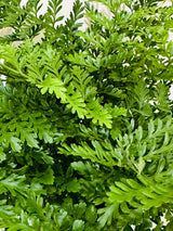 Asplenium Parvati - Mother Fern