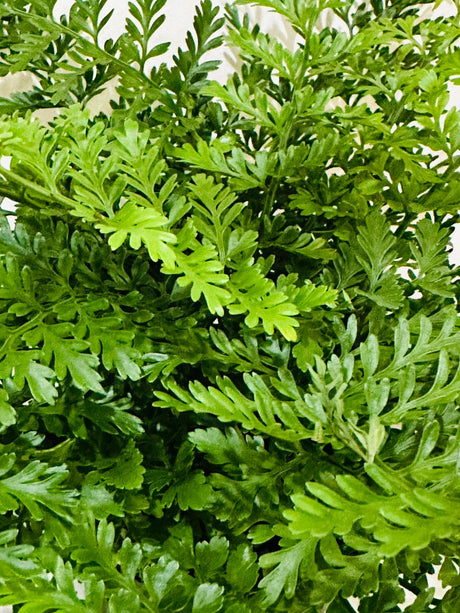 Asplenium Parvati - Mother Fern